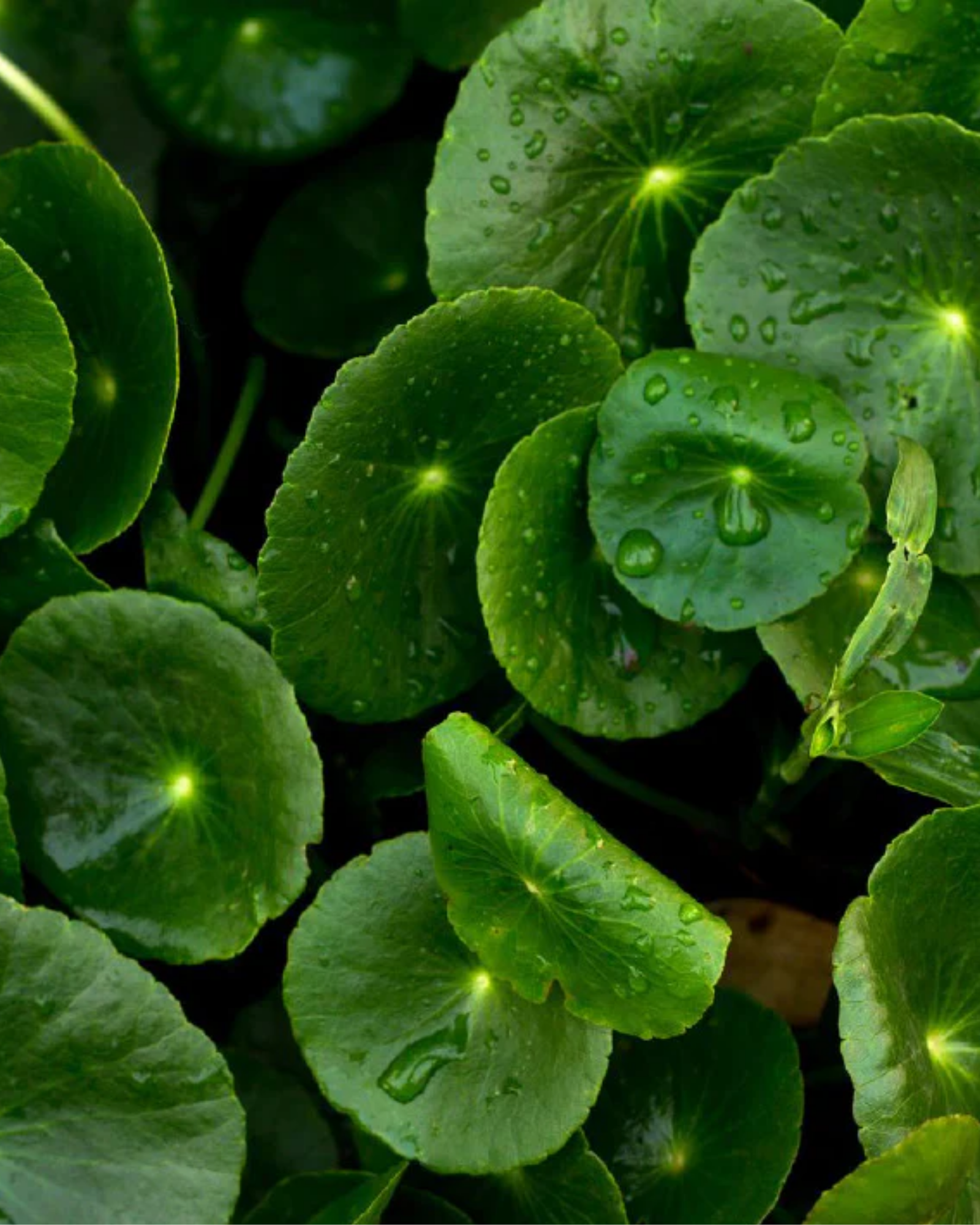 Ingredient image